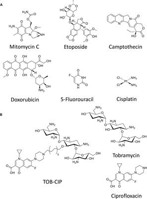 Repurposed Antimicrobial Combination Therapy: Tobramycin-Ciprofloxacin Hybrid Augments Activity of the Anticancer Drug Mitomycin C Against Multidrug-Resistant Gram-Negative Bacteria